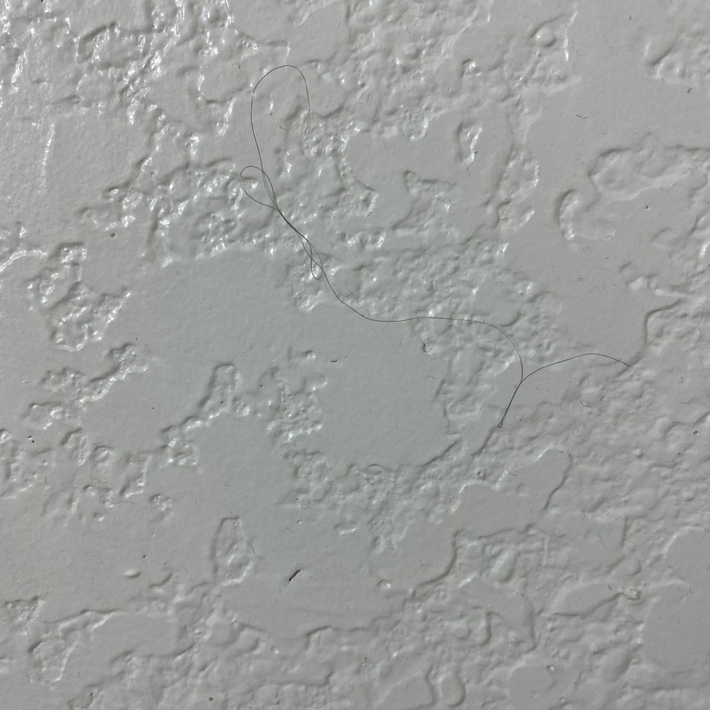 Motel 6 - Hair on wall Above the toilet at least 5foot high-they are black against white walls, easily noticeable. I was not intending to look. - Hotels Near Me - Denison, Texas Motel 6 - Hair on wall Above the toilet at least 5foot high-they are black against white walls, easily noticeable. I was not intending to look. - Hotels Near Me - Denison, Texas