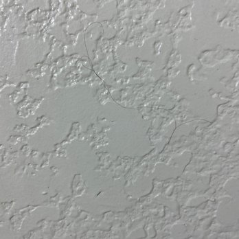Motel 6 - Hair on wall Above the toilet at least 5foot high-they are black against white walls, easily noticeable. I was not intending to look. - Hotels Near Me - Denison, Texas Motel 6 - Hair on wall Above the toilet at least 5foot high-they are black against white walls, easily noticeable. I was not intending to look. - Hotels Near Me - Denison, Texas