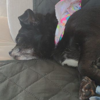 Pet Heroes Dog Grooming - A relaxing nap after a visit to Pet Heros! - Pet Sitting Near Me - El Paso, Texas Pet Heroes Dog Grooming - A relaxing nap after a visit to Pet Heros! - Pet Sitting Near Me - El Paso, Texas
