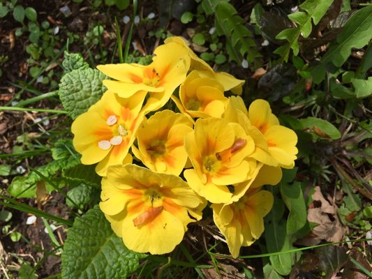 Early Bird Farm by null