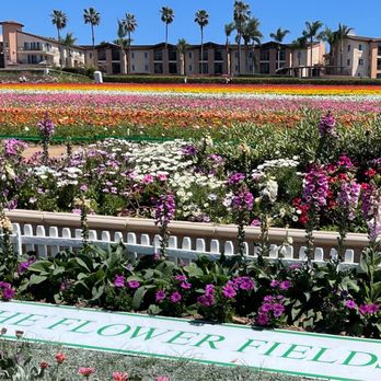 The Flower Fields - Venues & Event Spaces Near Me - Carlsbad, California The Flower Fields - Venues & Event Spaces Near Me - Carlsbad, California