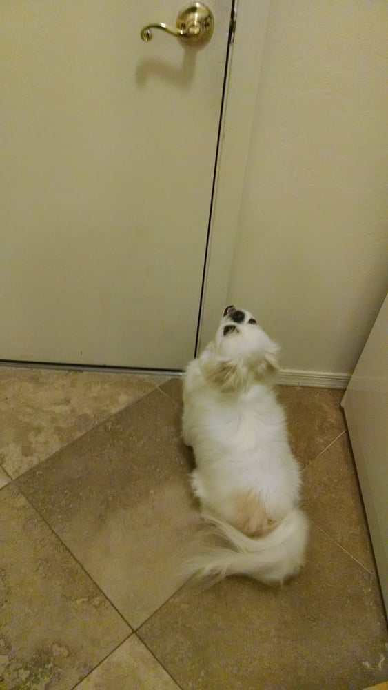 CREATURE COMFORTS PET RESORTS 12 Reviews 7031 N Camino Martin