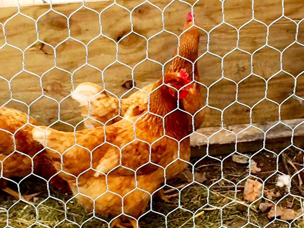 POWELL FEED & PET SUPPLIES Updated August 2024 123 N Olive St, Harrison, Arkansas Pet