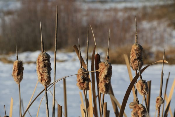 Nose Hill Park by null