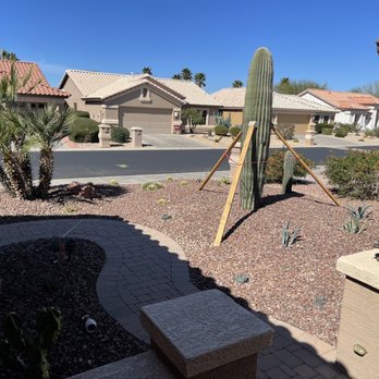 Jackrabbit Nursery - We love our new cactus garden. - The image shows a desert-themed front yard with a tall cactus supported by wooden braces, indicating recent planting or stabilization. The yard is covered with reddish gravel and contains smaller cacti and drought-resistant plants. A paved walkway curves through the yard, and neighboring houses with tiled roofs are visible across the street. The sky is clear and blue, suggesting a sunny day. - Nurseries & Gardening Near Me - Buckeye, Arizona
