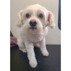 Custom K9's Mobile Grooming