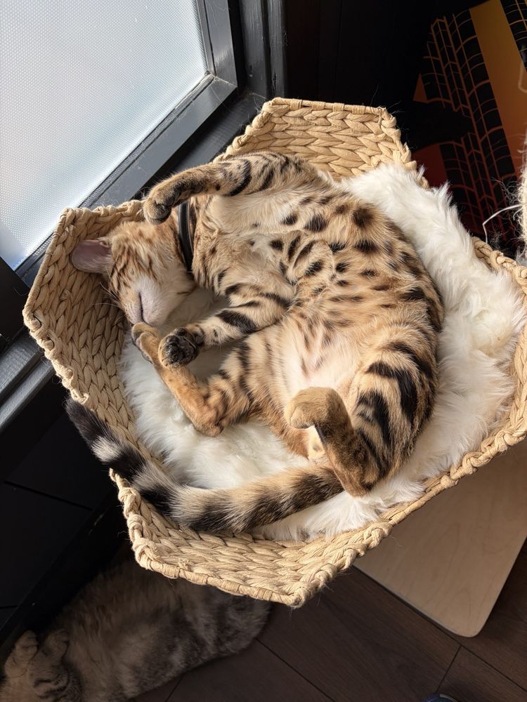 Maine Coon Manor Cat Cafe Image
