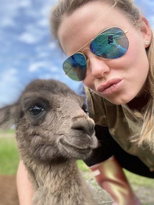 Carlson's Llovable Llamas by null