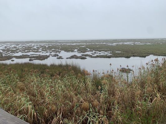 Aransas National Wildlife Refuge by null
