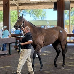 Ocala Breeders' Sales Company