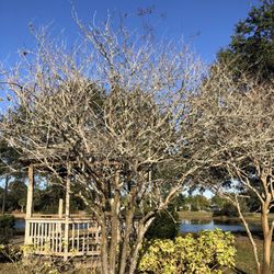 Garden Club Park