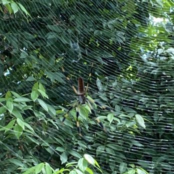 Gumbo Limbo Nature Center - Spider - Parks Near Me - Boca Raton, Florida Gumbo Limbo Nature Center - Spider - Parks Near Me - Boca Raton, Florida