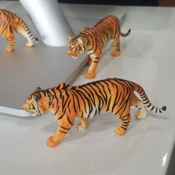Tiger Sugar - Don't even think about snatching these...they'll maul you!!! - Coffee & Tea Near Me - Las Vegas, Nevada Tiger Sugar - Don't even think about snatching these...they'll maul you!!! - Coffee & Tea Near Me - Las Vegas, Nevada