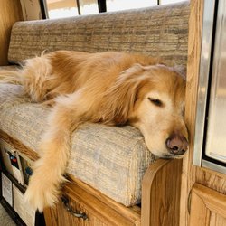 Animal Assistance League of Orange County - I was rebuilding an RV in 2020 & here's Rocket providing his assistance.