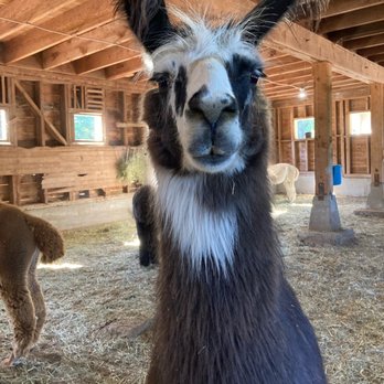 Topstall Farm - Attraction Farms Near Me - Roy, Washington