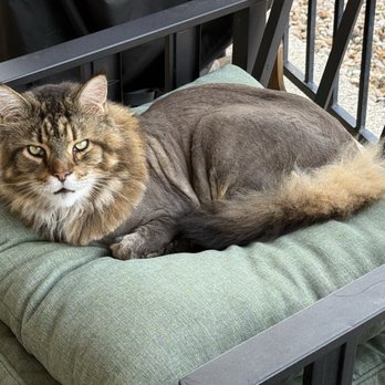 Playful Paws Mobile Grooming - Pet Groomers Near Me Playful Paws Mobile Grooming - Pet Groomers Near Me