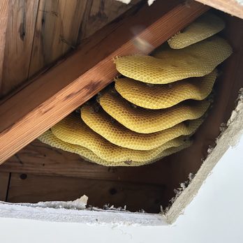 Busy Bee Removal - Hive in our attic - Pest Control Near Me - Burbank, California