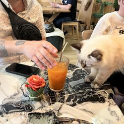 La Ronronnerie - Cat juice