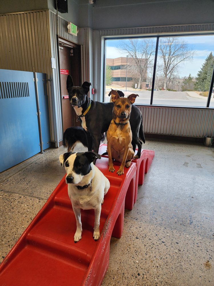 Camp Bow Wow - pet boarding facility in Lakewood, CO