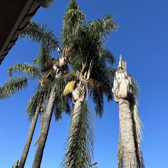 Sutton Tree Service - Tree Services Near Me - Vista, California