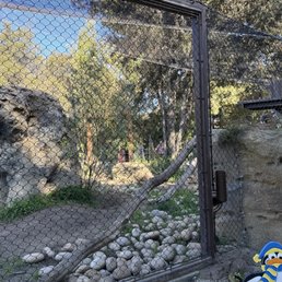 Mountain lion to the right Mountain lion to the right