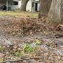 Photo of Green Sweep Pro Services