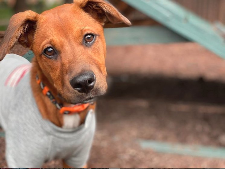 WALKIE PAWS 20 Photos Millersville, Maryland Pet Boarding Phone