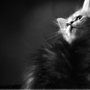 Photo of Hound and Kitty