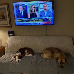 Shelby and her friend after a long day at daycare, resting inside the climate controlled cabin.