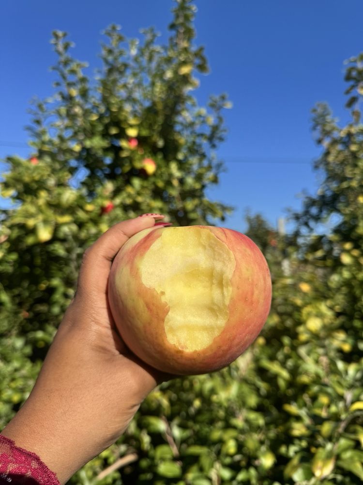 McKenzie's Farm Logo