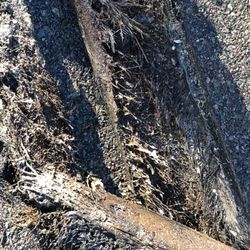 Agganis Construction - Tree roots