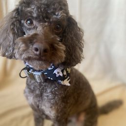 Pet after Bath & Grooming