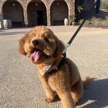 Epic Dog Academy - Mini Goldendoodle - Pet Training Near Me - Temecula, California