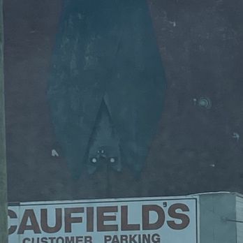 Caufields Worlds Largest Vampire Bat - Public Art Near Me - Louisville, Kentucky