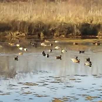 Wingfield Pines - . . . DUCKS . . . !!! - Parks Near Me - Pittsburgh, Pennsylvania Wingfield Pines - . . . DUCKS . . . !!! - Parks Near Me - Pittsburgh, Pennsylvania
