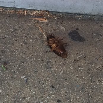Mariscos Mi Lindo Sinaloa 2 - Dead bug on the threshold of the front entrance. - Seafood Near Me - Maywood, California Mariscos Mi Lindo Sinaloa 2 - Dead bug on the threshold of the front entrance. - Seafood Near Me - Maywood, California