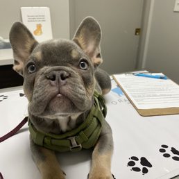 First vet visit!! Dr. Jackson and the team have been super kind and welcoming!!