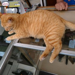 The Armory - Beware: Tigger may headbutt you to death. The owner was so nice, I will for sure come back when it's time to get my first firearm!