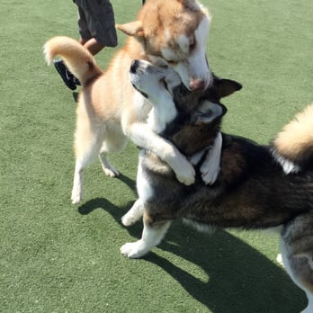 Central Park Dog Park - Husky hug - Dog Parks Near Me - Fremont, California Central Park Dog Park - Husky hug - Dog Parks Near Me - Fremont, California