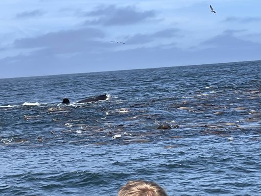 Chris' Fishing and Whale Watching by null