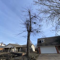 Fernando’s Tree & lawn service - Tree removal