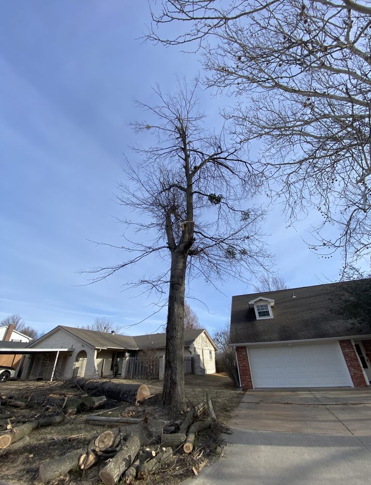 Fernando’s Tree & lawn service - tree service in Oklahoma City, OK