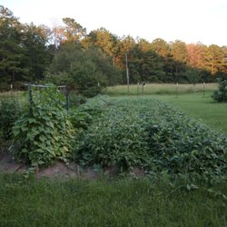 Berry Hill Irrigation - Bumper crop of cowpeas. Throw in some tomatoes, okra, and cucumbers. It wouldn't have happened with out the drip system from Berry Hill!!!