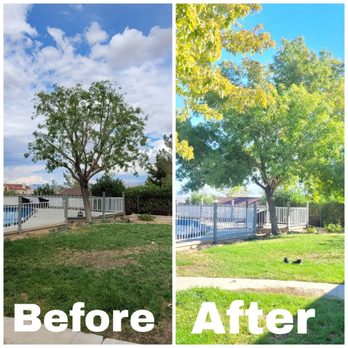 VIP Tree Care - Before and after of a tree cleaned and trimmed a little bit - Tree Services Near Me VIP Tree Care - Before and after of a tree cleaned and trimmed a little bit - Tree Services Near Me