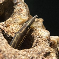 YGD’s Aquatics