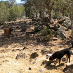Chris McKelvey School of Dog Training