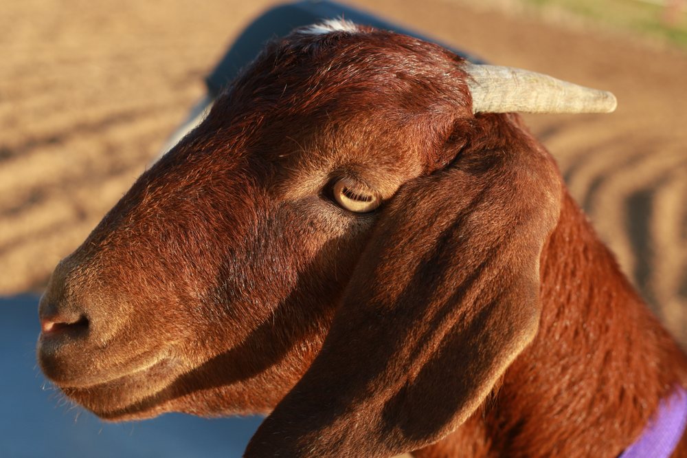 PALO PINTO VETERINARY CLINIC Updated September 2024 215 SE 17th Ave