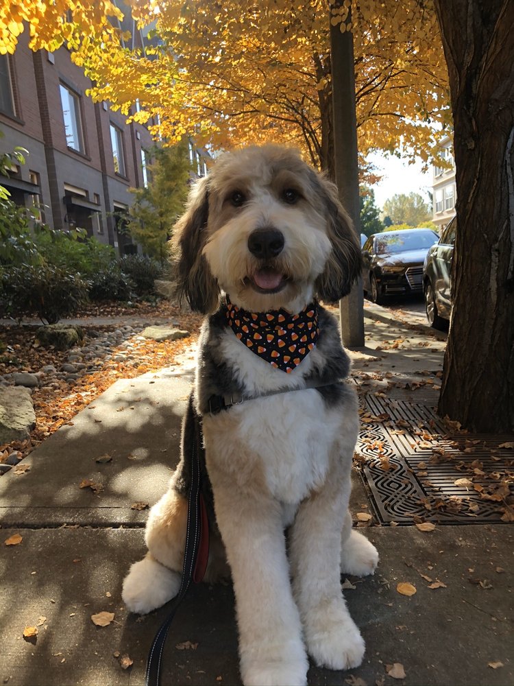 Just Around The Corner Dog Grooming Boutique 78 Photos 181