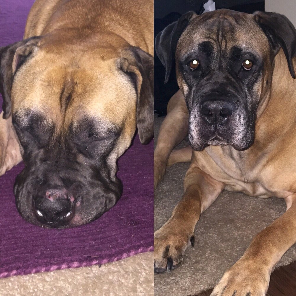 Our girls, back home from being boarded at K9 Mastery. Super happy dogs = super happy Doggy Mom! Our girls, back home from being boarded at K9 Mastery. Super happy dogs = super happy Doggy Mom!