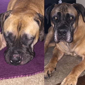 K9 Mastery - Our girls, back home from being boarded at K9 Mastery. Super happy dogs = super happy Doggy Mom! - Pet Training Near Me - Bastrop, Texas
